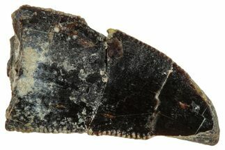 Serrated Abelisaurid Tooth - Dekkar Formation, Morocco #252280