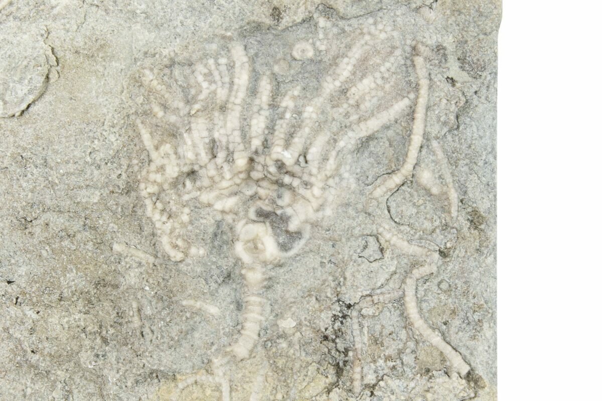 .8" Fossil Crinoid (Eretmocrinus) Gilmore City, Iowa (252446) For