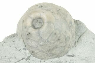 Fossil Crinoid (Eucalyptocrinus) Calyx - Indiana #252452