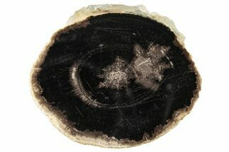 Petrified Wood (Schinoxylon) Round - Blue Forest, Wyoming #252846