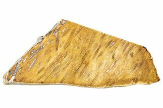Polished Petrified Palmwood Rip-Cut Slice - Texas #252864