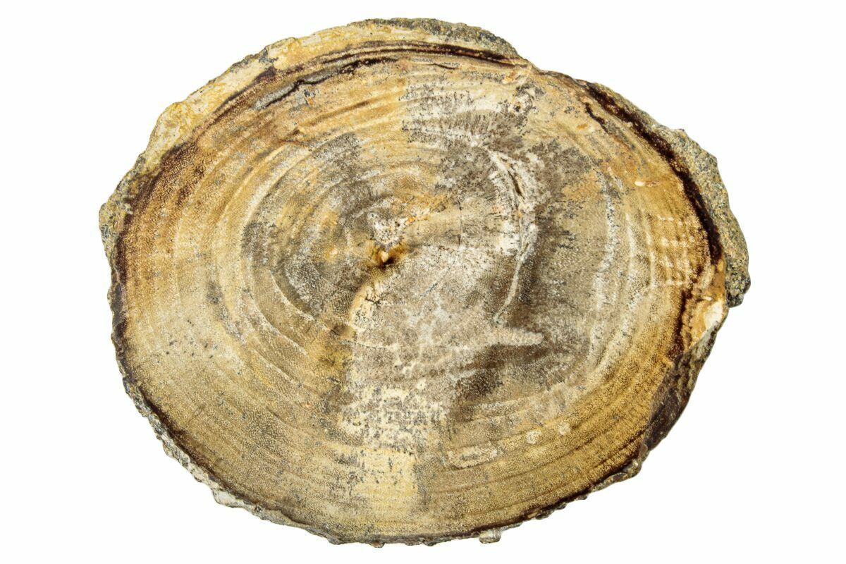 1.6" Polished Petrified Wood (Dicot) Round Idaho (252872) For Sale