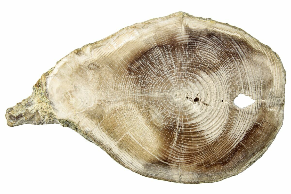 2.2" Polished Petrified Wood (Dicot) Round Idaho (252895) For Sale