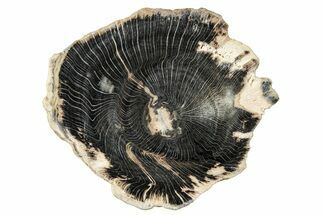 Polished Petrified Wood Round - Blue Forest, Wyoming #252904