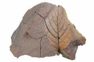 Fossil Leaf (Rhamnus?) Nodule - Hell Creek Formation #253066