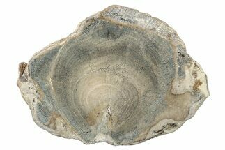 Petrified Wood (Schinoxylon) Round - Blue Forest, Wyoming #252964