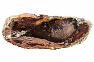 Polished Petrified Wood (Juniper) Slice - Nevada #253028