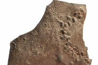 Cruziana (Fossil Trilobite Trackway) - Morocco #253164