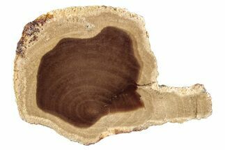 Polished Petrified Wood Slice - McDermitt, Oregon #252983