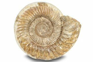 Jurassic Ammonite (Kranosphinctes?) Fossil - Madagascar #253207