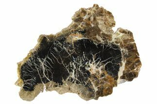 Triassic Petrified Wood (Conifer) Slab - Circle Cliffs, Utah #253334