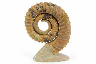 Early Devonian Ammonite (Anetoceras) - Tazarine, Morocco #253575