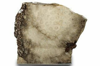 Free-Standing, Petoskey Stone (Fossil Coral) Section - Michigan #253644