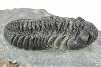 Phacopid (Adrisiops) Trilobite - Jbel Oudriss, Morocco #253698