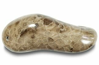Polished Petoskey Stone (Fossil Coral) - Michigan #253664