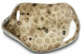 Polished Petoskey Stone (Fossil Coral) - Michigan #253666