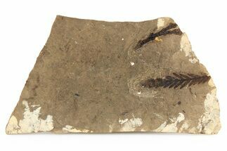 Fossil Conifer Plate - McAbee, BC #253987