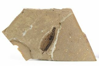 Fossil Leaf (Betula?) Plate - McAbee, BC #253988