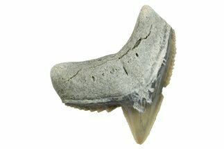Fossil Tiger Shark (Galeocerdo) Tooth - Aurora, NC #253735