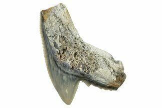 Fossil Tiger Shark (Galeocerdo) Tooth - Aurora, NC #253738