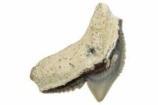 Fossil Tiger Shark (Galeocerdo) Tooth - Aurora, NC #253739