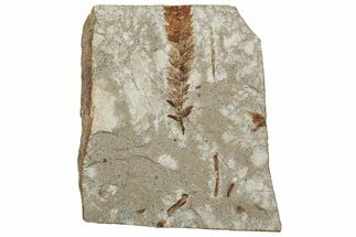 Fossil Conifer (Metasequoia) Plate - McAbee, BC #253960
