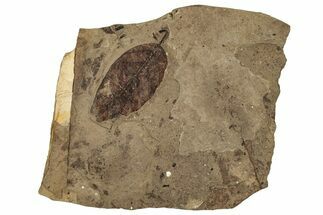 Fossil Plant (Alnus) Plate - McAbee, BC #253962