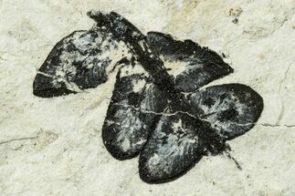Miocene Spleenwort (Asplenium) Fossil - Murat, France #254022