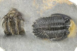 Amazing Spiny Comura Trilobite - 2.5