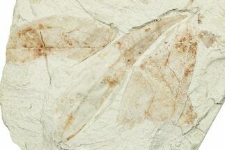 Three Miocene Fossil Leaves (Cinnamomum) - Augsburg, Germany #254114