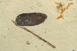 Fossil Beetle (Coleoptera) Elytron - Bois d’Asson, France #254222