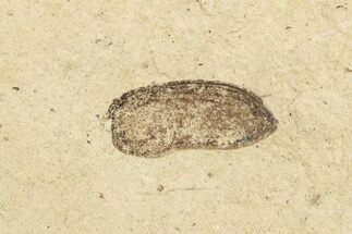 Fossil Beetle (Coleoptera) Elytron - Bois d’Asson, France #254225