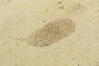 Fossil Beetle (Coleoptera) Elytron - Bois d’Asson, France #254233