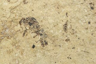 Fossil Insect (Hymenoptera?) - Bois d’Asson, France #254243