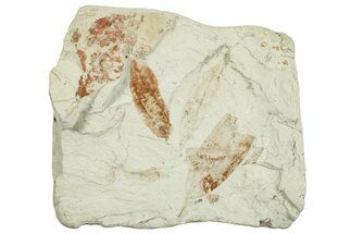 Miocene Fossil Leaf (Cinnamomum) Plate - Augsburg, Germany #254140