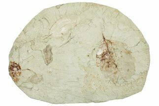 Miocene Fossil Leaf Plate - Augsburg, Germany #254144