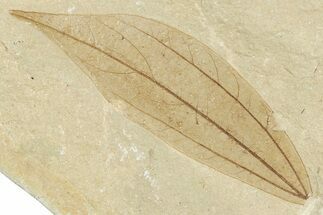 Fossil Leaf (Cinnamomum) - France #254241