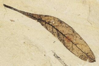 Fossil Leaf (Andromeda) - France #254259