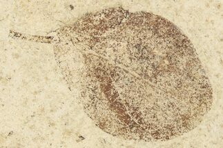 Fossil Leaf (Salvinia) - France #254262
