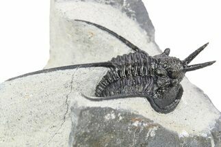 Devil Horned Cyphaspis Walteri Trilobite - Mrakib, Morocco #252811