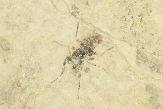 Detailed Fossil March Fly (Bibionidae) - France #254191