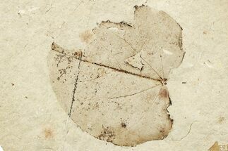 Fossil Leaf (Cercis) - France #254216