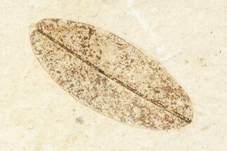 Fossil Leaf - France #254285