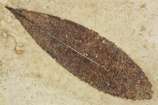 Fossil Leaf (Carpinus?) - France #254351