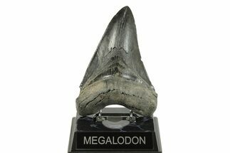 Serrated, Fossil Megalodon Tooth - South Carolina #254582