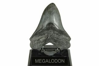 Fossil Megalodon Tooth - South Carolina #254585
