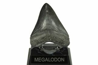 Fossil Megalodon Tooth - South Carolina #254586