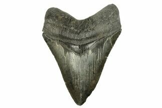 Serrated, Fossil Megalodon Tooth - South Carolina #254588