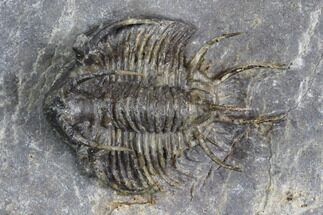 Spiny Ceratarges Trilobite - Mrakib, Morocco #128948