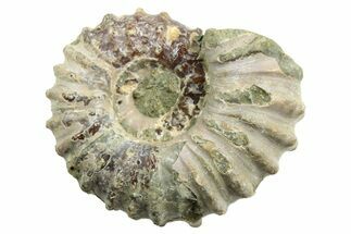 / Tractor Ammonite (Douvilleiceras) Fossils #254763